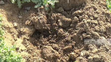 Cəlilabadda yol kənarında əkilən şam ağacları kütləvi şəkildə məhv edilib