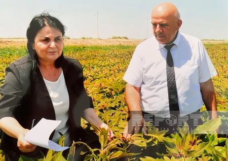 Biləsuvarda susuzluğa davamlı bitkilərin becərilməsinə başlanılıb