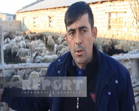 Ağdaşda iri və xırda buynuzlu heyvanlar naməlum şəraitdə tələf olur