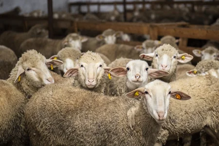 Avropadan Azərbaycana cins qoyunlar gətirilib