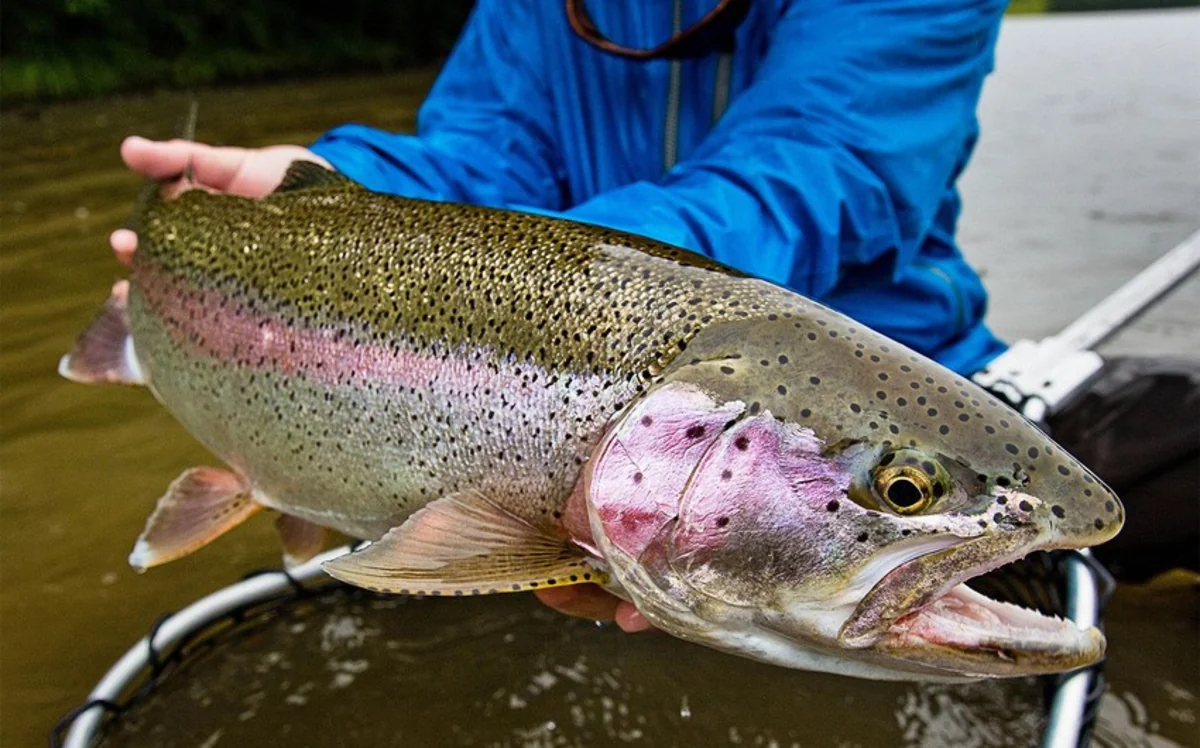 Azerbaijan’s trout imports from Belarus soar