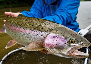 Azerbaijan’s trout imports from Belarus soar