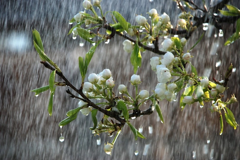 Intense rain and hail predicted in Azerbaijani regions on June 10
