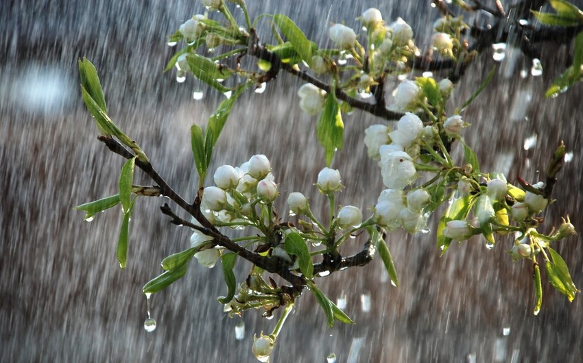 Intense rain and hail predicted in Azerbaijani regions on June 10