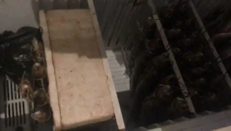 Bakı və İmişlidə hisə verilən balıq və qanunsuz ovlanan quşlar aşkarlanaraq götürülüb
