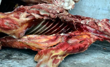 Azərbaycanda mənşəyi məlum olmayan dondurulmuş heyvan əti aşkarlanıb