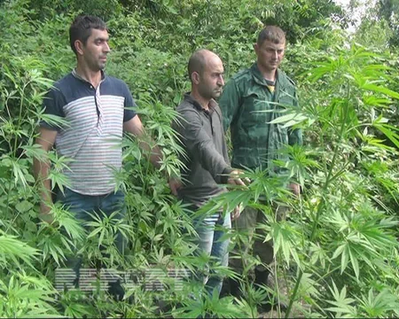 ​Qax rayonunda narkotik bitkilər əkmiş Şəki və Zaqatala sakinləri saxlanılıb - FOTO