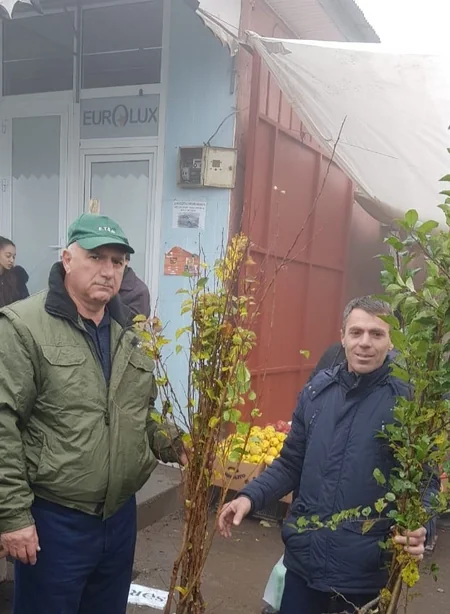 Respublika üzrə ümumilikdə 120 minə yaxın pulsuz ağac tingi paylanılıb