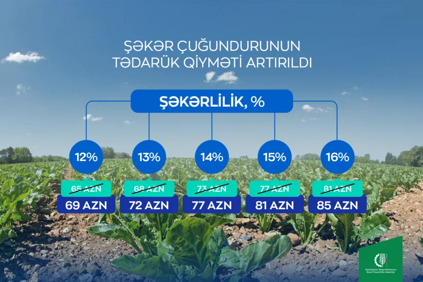 Azərbaycanda şəkər çuğundurunun tədarük qiyməti artırılıb