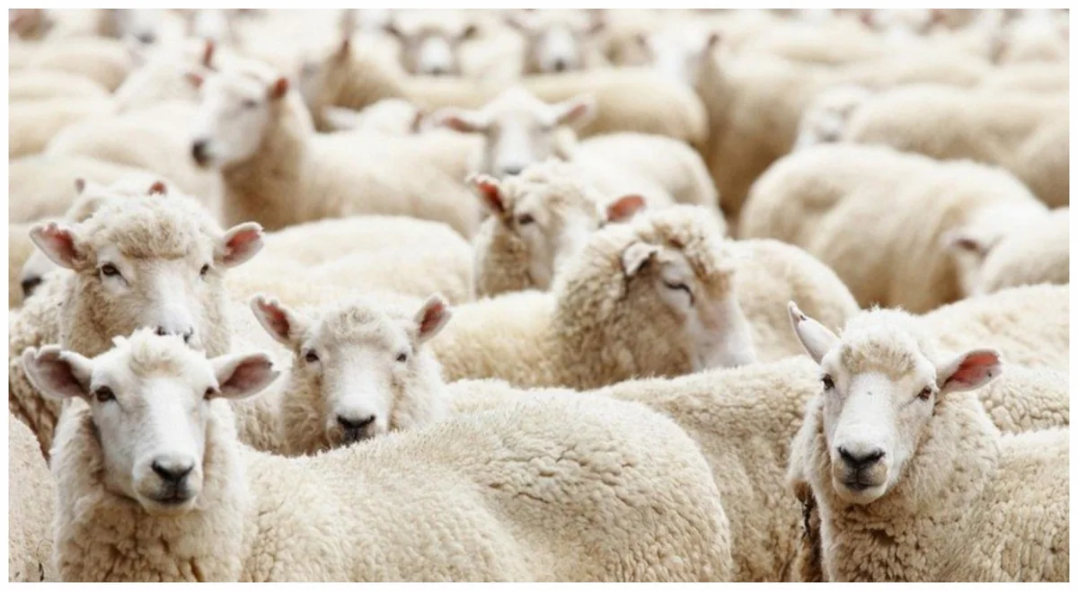 Salyanda fermadan 73 baş xırdabuynuzlu heyvan oğurlanıb