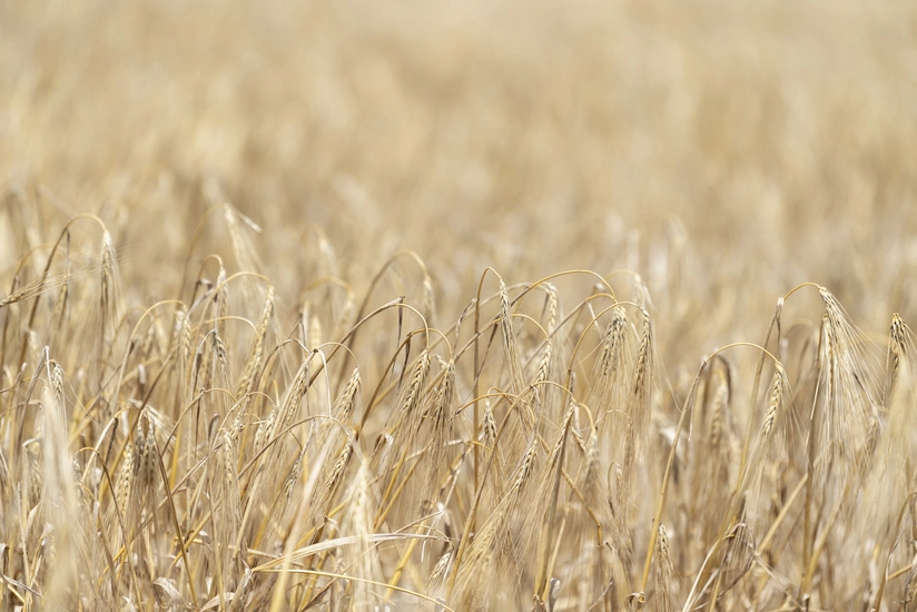 В Азербайджане на 85% зерновых полей завершена уборка урожая