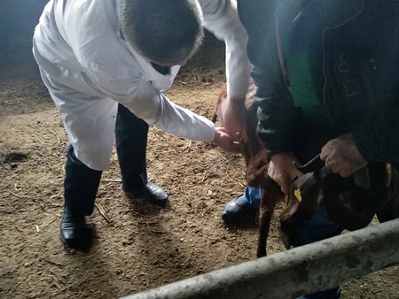 Qəbələdə heyvanlar arasında profilaktik peyvəndləmə və diaqnostik müayinə tədbirləri davam etdirilir