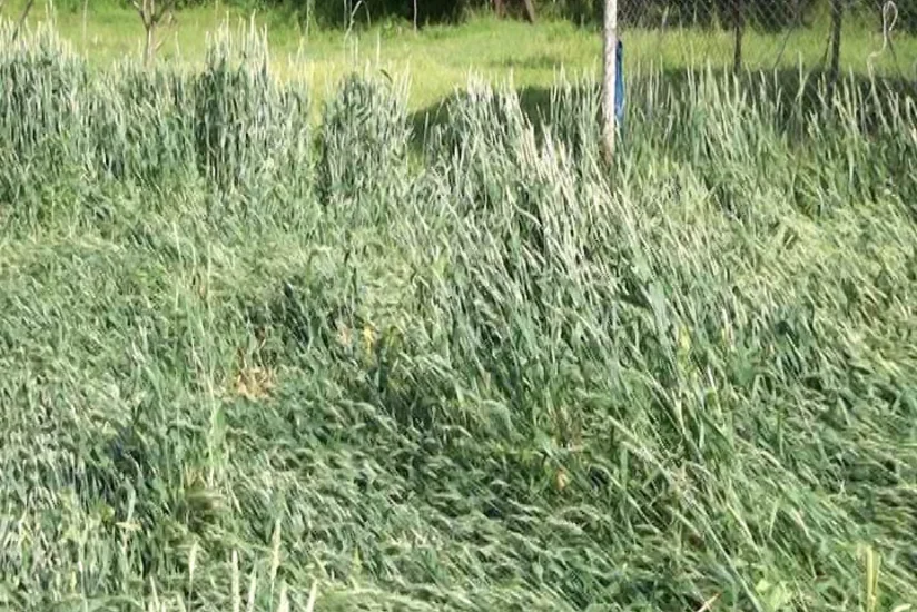 Осадки и паводковые воды в Агдаме нанесли ущерб зерновым полям - ВИДЕО