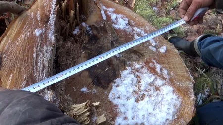 Meşələri məhv edənlərə qarşı əməliyyat keçirildi