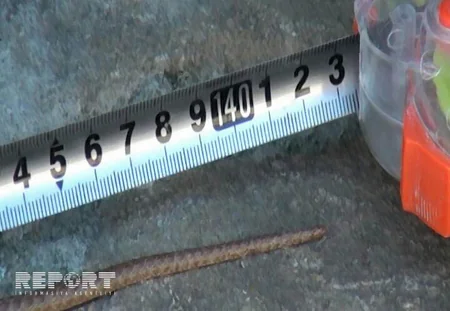 Goranboyda ilanlar evlərə hücum edib - FOTO