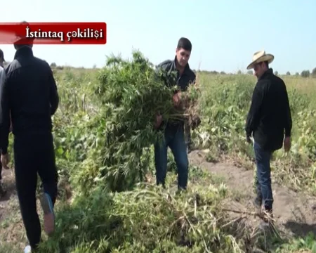 Saatlıda 190 kiloqrama yaxın narkotik vasitə dövriyyədən çıxarılıb, tutulanlar var