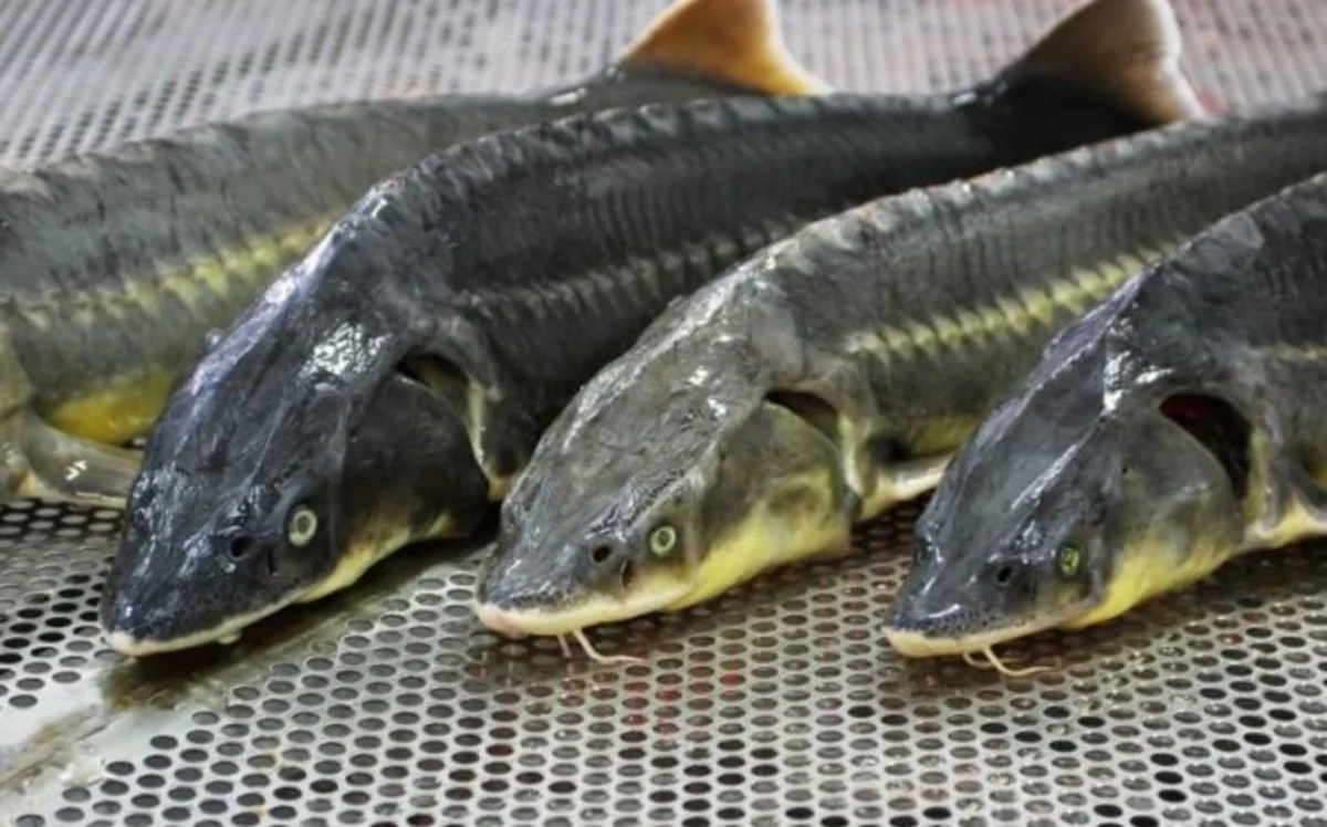 Azerbaijan starts exporting sturgeon to Turkmenistan