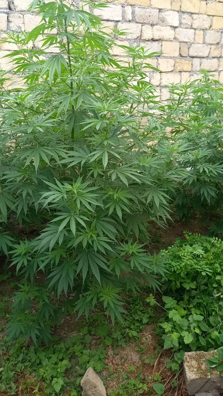 У жителя Габалы изъяли кусты конопли