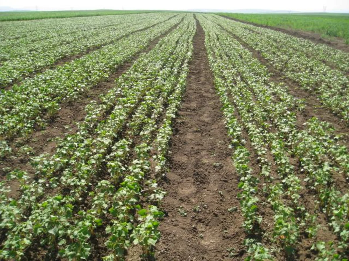 Cari ilin yanvar-fevral ayında min ton diri ət istehsal olunub