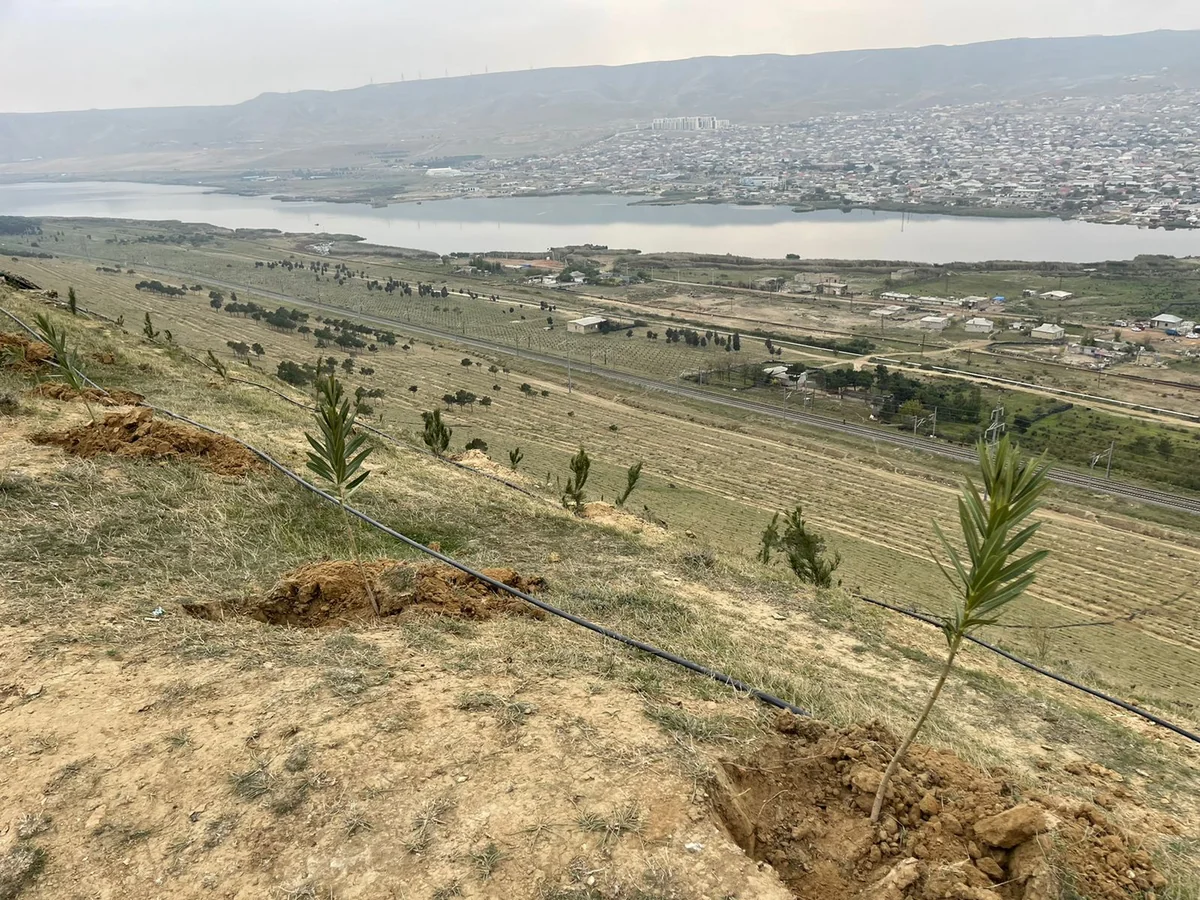 Azerbaijan establishes seedling planting service