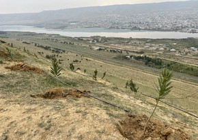 Azerbaijan establishes seedling planting service