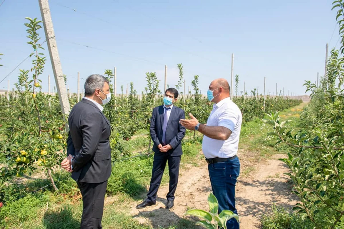 İnam Kərimov Ağstafa və Tovuzda əkin sahələri, meyvə bağlarında olub