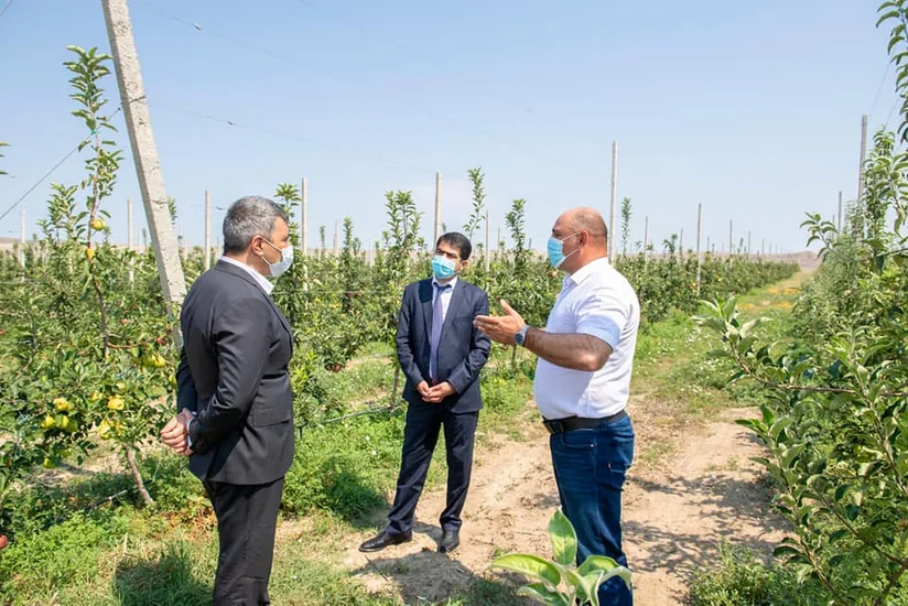İnam Kərimov Ağstafa və Tovuzda əkin sahələri, meyvə bağlarında olub