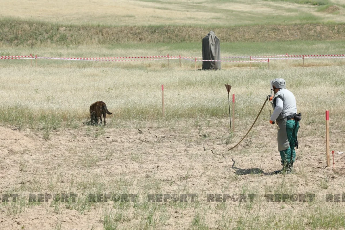ANAMA вовлекла в процесс разминирования 24 собаки