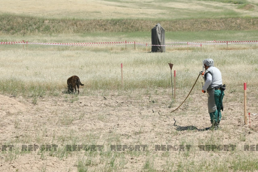 ANAMA involves 24 dogs in demining process