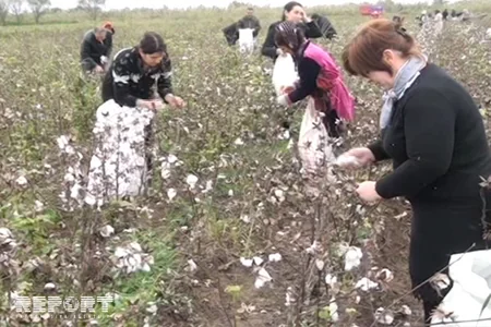 Rayon icra başçısı pambıq yığımında iştirak edib
