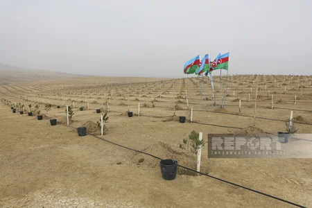 Global Media Group “Yaşıl dünya naminə həmrəylik ili” çərçivəsində ağacəkmə aksiyası keçirib