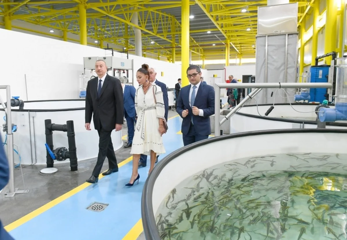 Prezident “NərəMİZ” balıqyetişdirmə zavodunun istehsalat prosesi ilə tanış olub - YENİLƏNİB