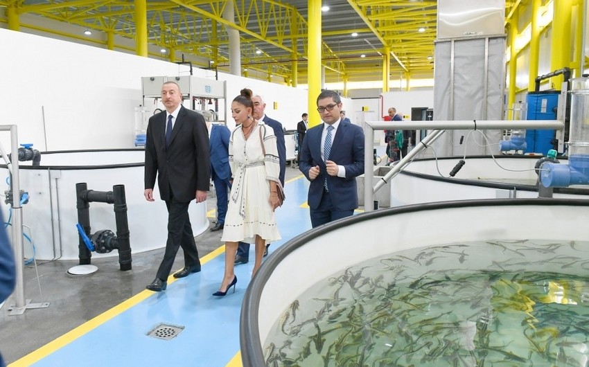 Prezident “NərəMİZ” balıqyetişdirmə zavodunun istehsalat prosesi ilə tanış olub - YENİLƏNİB