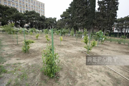 Qarabağdan tinglər gətirib, Bakıda əkə bilərik - Nadir ağaclar parkından REPORTAJ