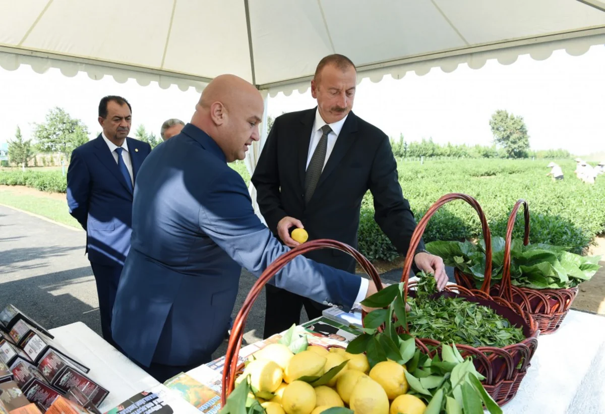 Prezident İlham Əliyev Lənkəranda “Yaşıl Çay” plantasiyası ilə tanış olub