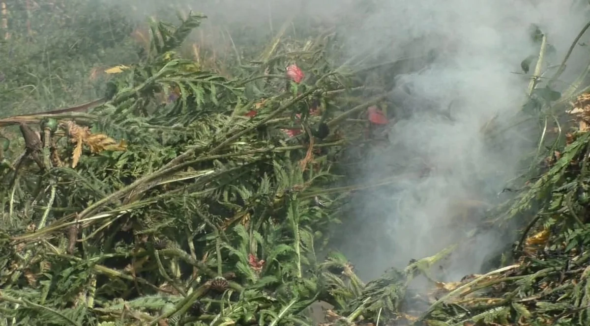 Yardımlıda 1 tondan artıq narkotik tərkibli bitki məhv edilib