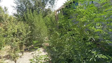 Polis Yevlaxda əməliyyat keçirib, saxlanılan var