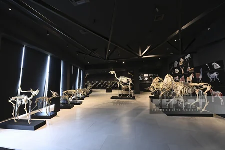 Palçıq Vulkanları Turizm Kompleksinə giriş üçün biletin qiyməti açıqlanıb