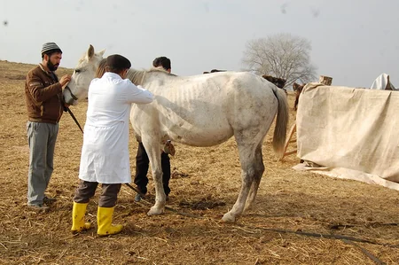 Ağstafada heyvanların profilaktik peyvəndləmə və diaqnostik müayinələrinə başlanılıb