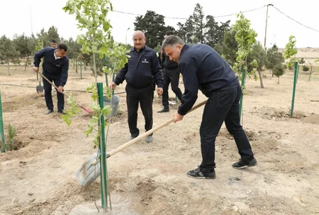 SOCAR “Heydər Əliyev İli” çərçivəsində ağacəkmə aksiyası təşkil edib