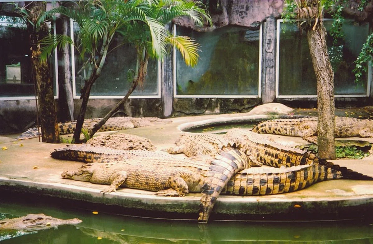 Çində zooparkdan 100-ə yaxın timsah qaçıb