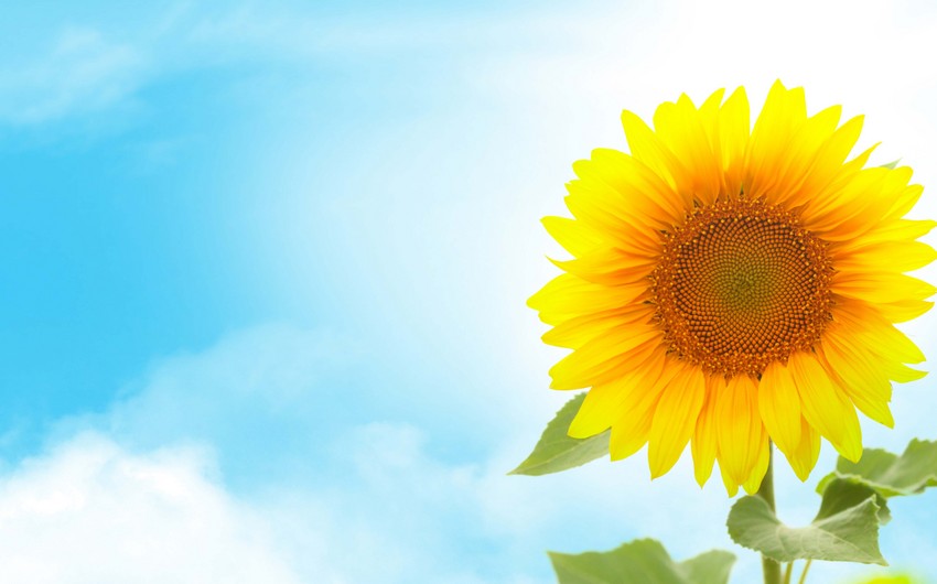 Azerbaijan weather forecast for June 8