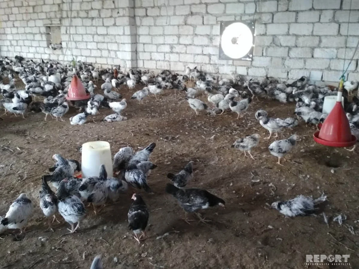 Bərdədə quşçuluq təsərrüfatında ev quşları kütləvi tələf olub - FOTO