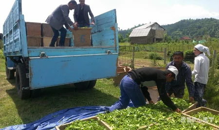 Astara çayı Made in Azerbaijan brendi altında xaricə ixrac ediləcək - FOTO