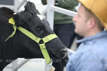 Azərbaycanda heyvanlar ilk dəfə hərraca çıxarılır