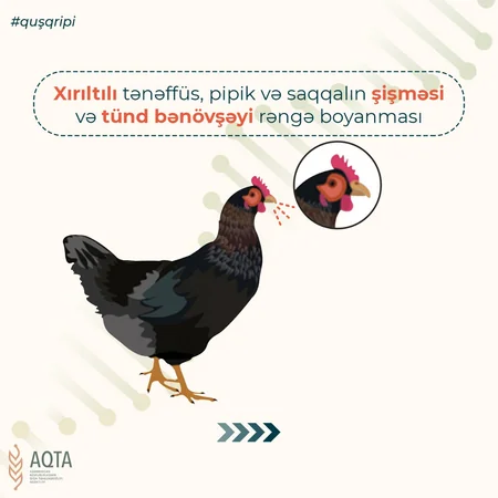 AQTA quş qripi xəstəliyi bağlı əhaliyə xəbərdarlıq edib