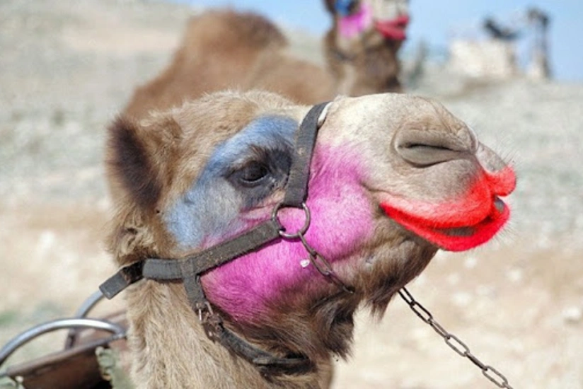 40 верблюдов в Саудовской Аравии сняли с конкурса красоты из-за ботокса