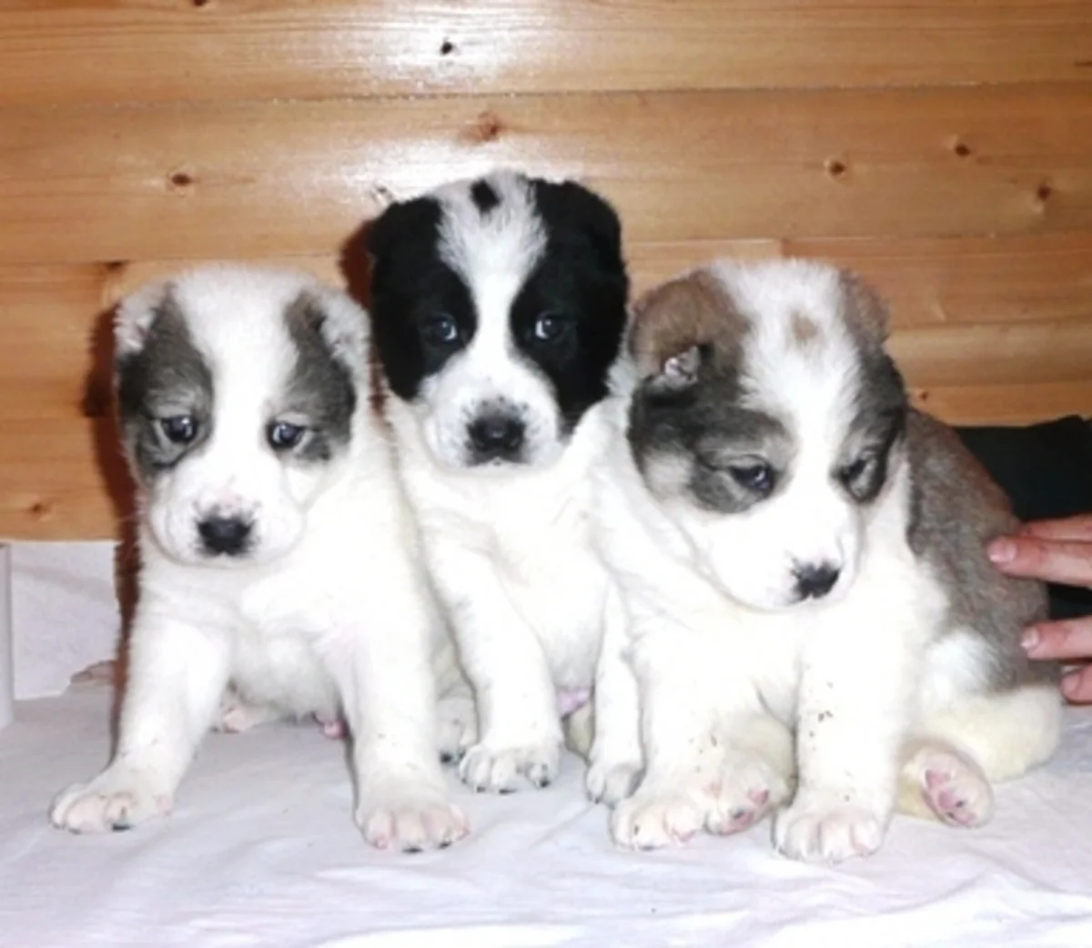 Çində ev heyvanları üçün dünyanın ən böyük klonlar fabriki inşa ediləcək