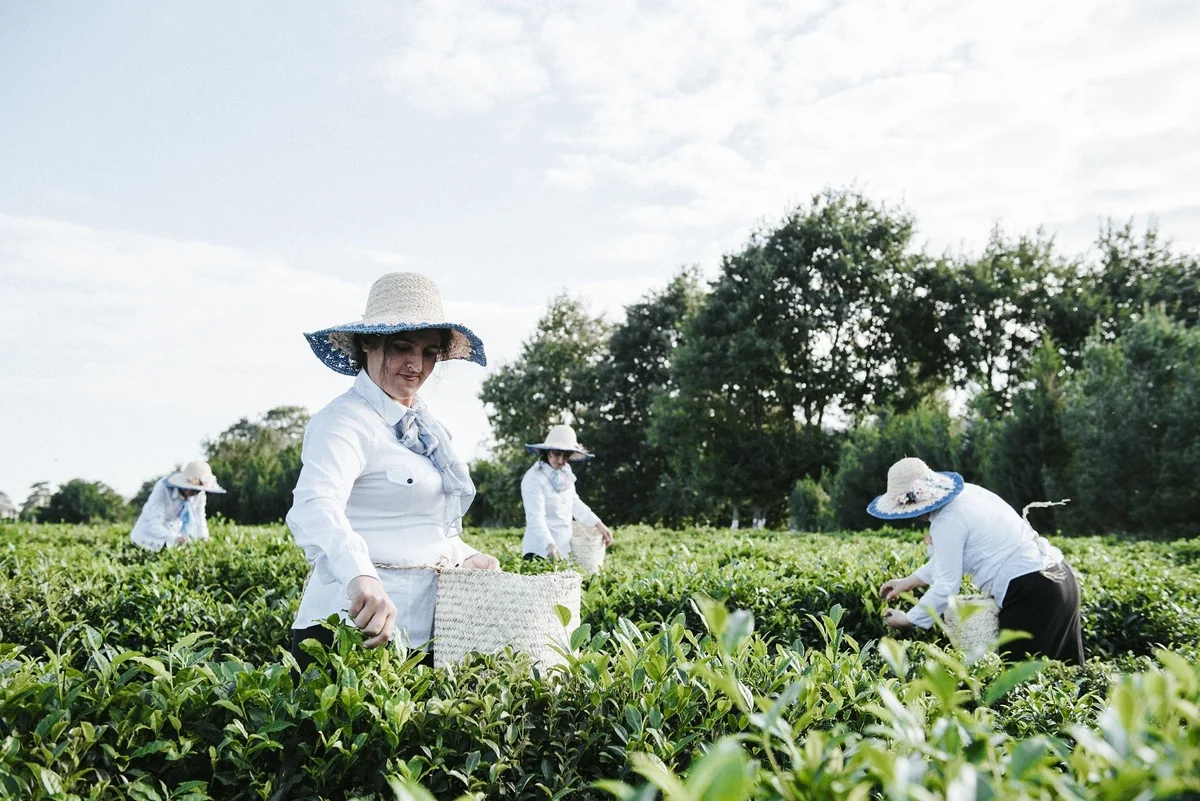 Kənd Təsərrüfatı Nazirliyi meşələrdə çay plantasiyasının salınmasını dəstəkləyir