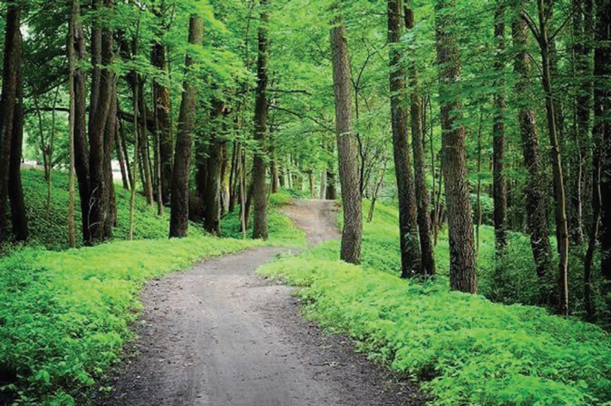 Smart Planting and Friendship Forest Complex being established in Jabrayil